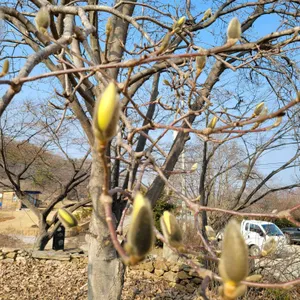 홍차가게 다시올 리뷰 사진