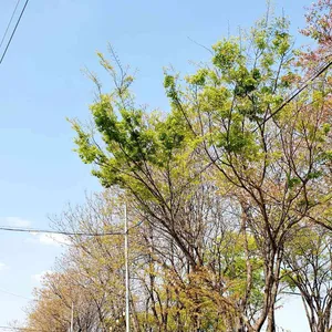 까꾸리웰빙손칼국수 리뷰 사진