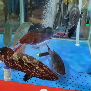 머구리 리뷰 사진