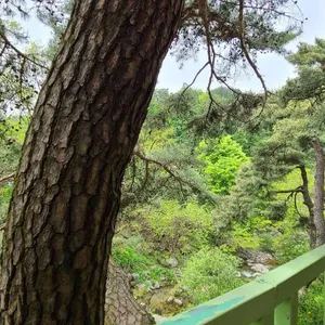 서곡막국수 리뷰 사진
