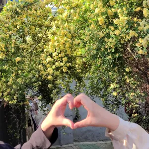 큐바이쿼트 사진