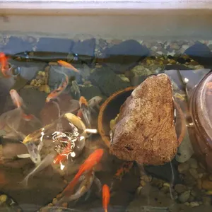 아초원 리뷰 사진