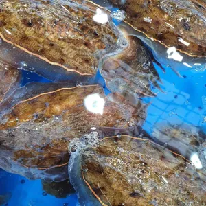 신요나수산 대표 사진