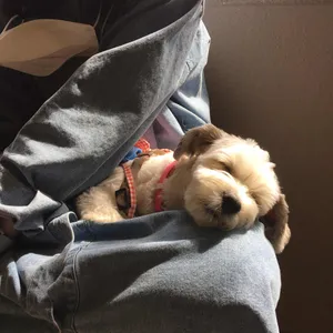 더 리트리브 리뷰 사진