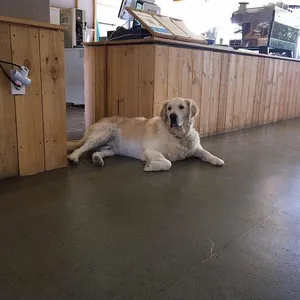 더 리트리브 리뷰 사진