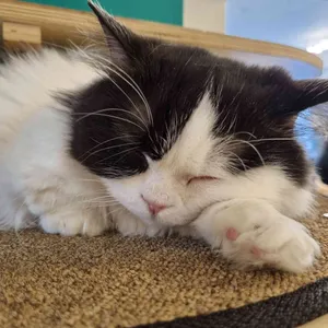 집사의하루 사진