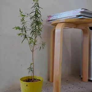 식목일 리뷰 사진