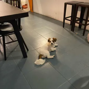 리프레셔스 리뷰 사진