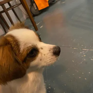 리프레셔스 리뷰 사진