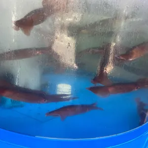 최냉면 리뷰 사진