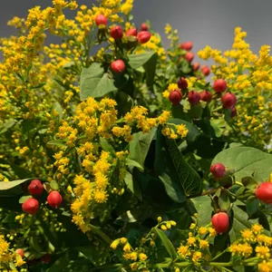 펄시커피 리뷰 사진