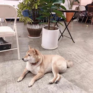 시바네카페 리뷰 사진
