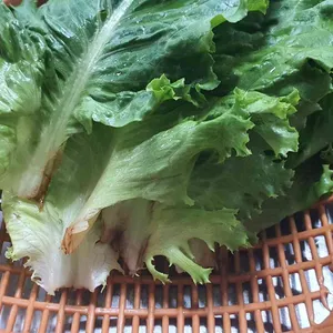 배꼽시계 대표 사진