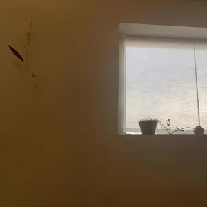 다도레 대표 사진