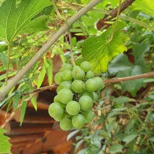 편안한집 리뷰 사진