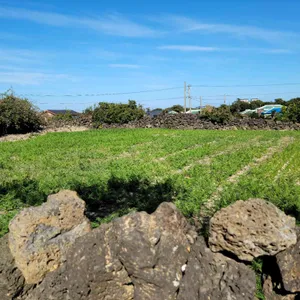 당근과깻잎 리뷰 사진