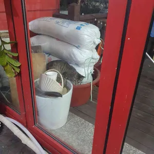 현풍닭칼국수 리뷰 사진