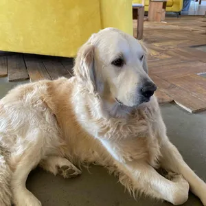 더 리트리브 사진