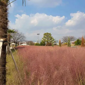 더그라스 리뷰 사진