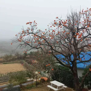 로뎀트리 대표 사진