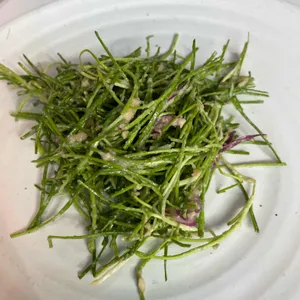 솔반 사진