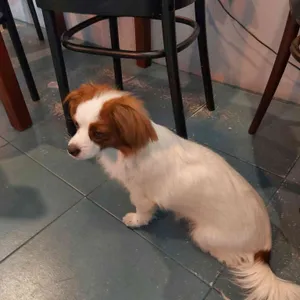 리프레셔스 리뷰 사진