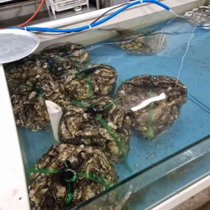 오늘은굴구이까먹는날 사진