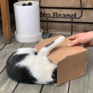 배꼽시계 리뷰 사진
