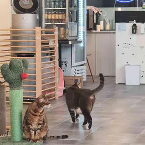 호수로 간 고양이 리뷰 사진