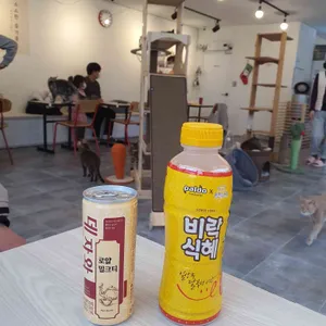 호수로 간 고양이 사진