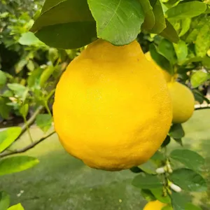 통영동백커피식물원 리뷰 사진