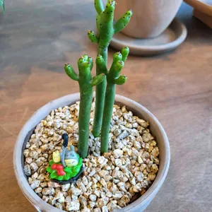 통영동백커피식물원 사진