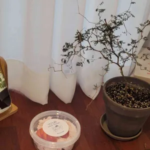 와이와이와이 리뷰 사진