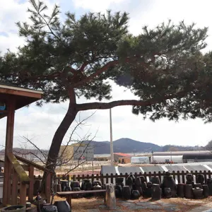 송월정 리뷰 사진