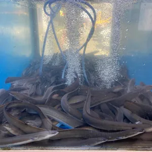 한강민물장어 리뷰 사진