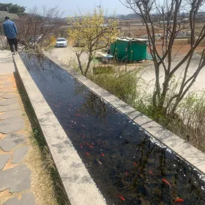 매화마름 리뷰 사진