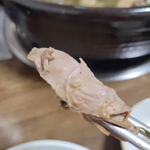 참오리 사진