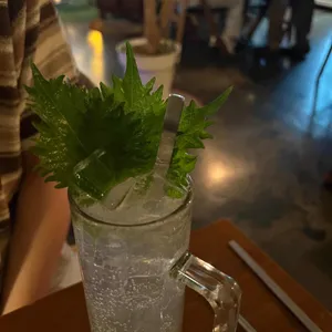 쿠시 사진