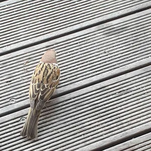 홍종흔베이커리 리뷰 사진