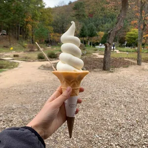 대관령 삼양목장 사진