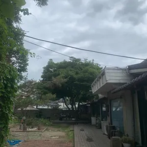 단풍나무 리뷰 사진