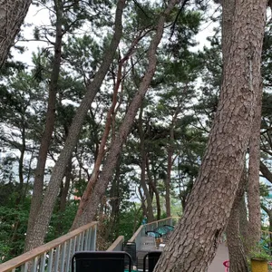 파나카F 리뷰 사진