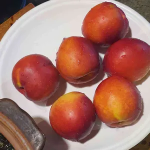맘보집 사진