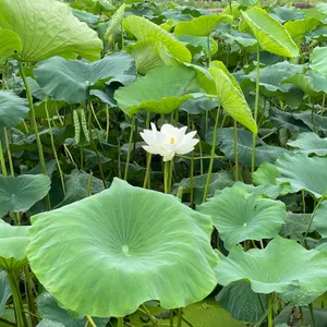 하동농원 리뷰 사진