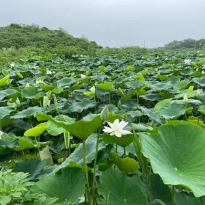 하동농원 리뷰 사진