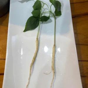 동강의향기 사진