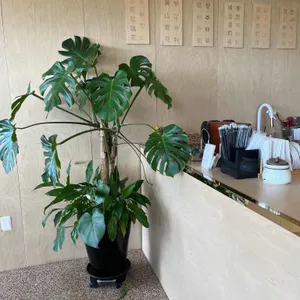 선인다원 리뷰 사진