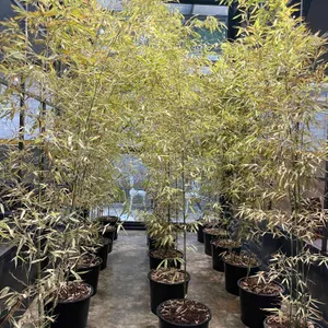 옐로커피 리뷰 사진