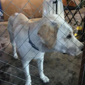 카페 블루하우스 사진