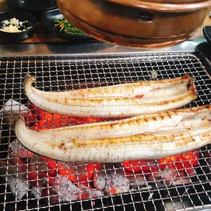 대머리장어 사진
